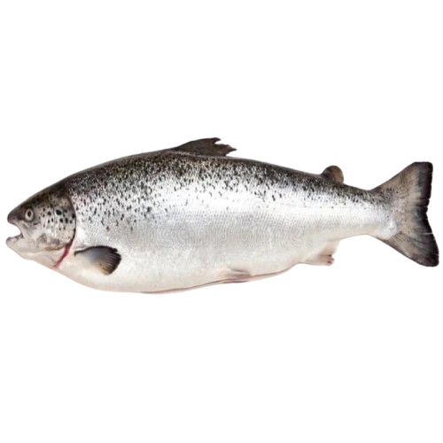 Atlantic Salmon