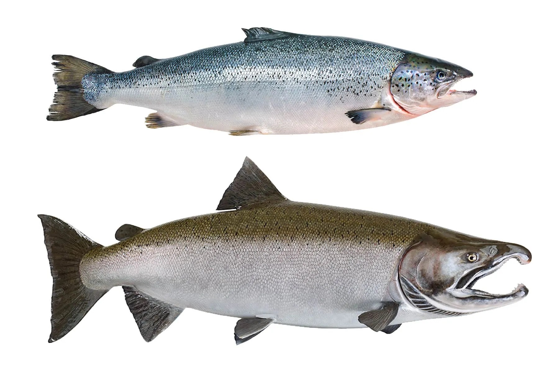 Atlantic Salmon